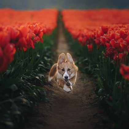Photographer Andrea Wafler Chilliwack BC Canada