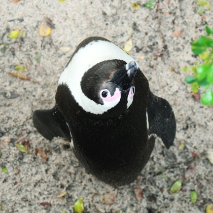 Photographer Florence Purchase 