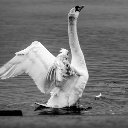 Photographer Irek  Borysiewicz 