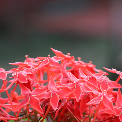 Photographer Dheeraj Rajesh   Kuwait