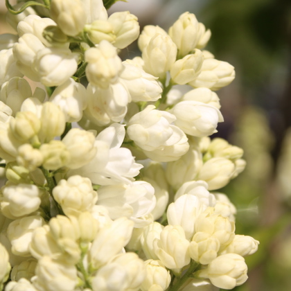 Photographer Lizzie Mayskaya 