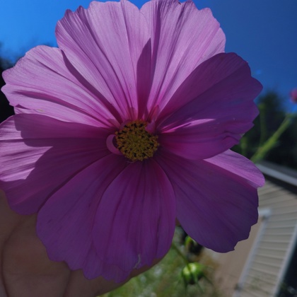 Photographer Vandy Gibson 