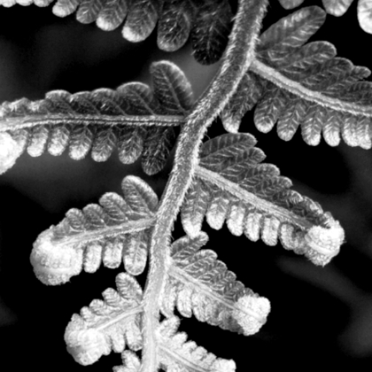 photographer AynunNahar