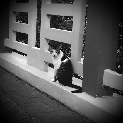 Photographer Deneb Sebuado 