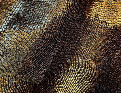 WINNERS of TEXTURES AND SURFACES Photo Contest 2025 