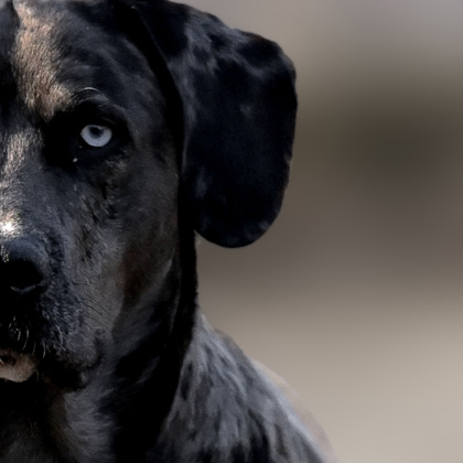 Photographer Jennifer Green Troy NY United States