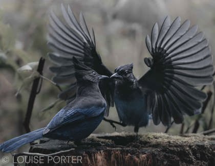 Winners of Birds in Action Photo Contest 2025