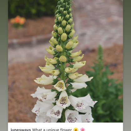 Photographer Tiffany McHoney 