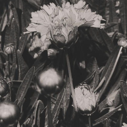 Photographer RuShanna Jill 