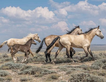 Winners of MAJESTIC HORSES Photo Contest 2025