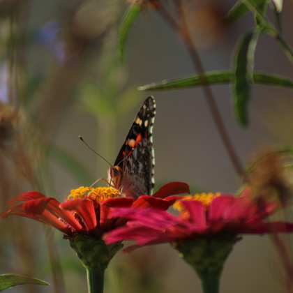 Photographer Elisabeth Alaska  FL United States