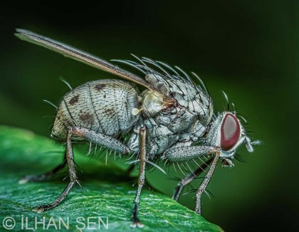 Bugs Eye View - Macro Photography Contest Winners 2025