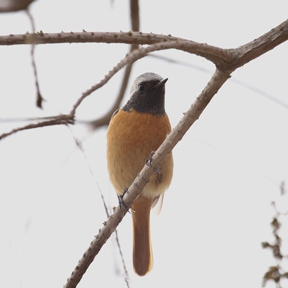 Photographer Ruby Li   Thailand