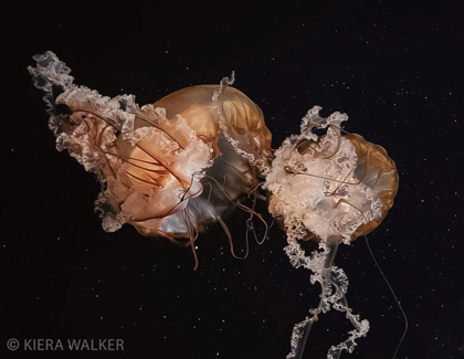 Neptune's Lens Underwater Photography Contest Winners