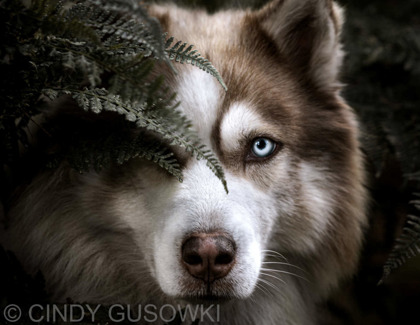 BFFs: Best Furry Friends Photo Contest Winners 2026