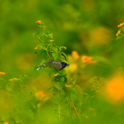 anuj sharma photographer profile