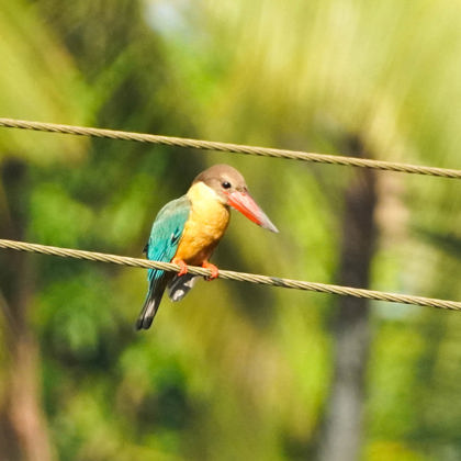 Anish Mohan photographer profile